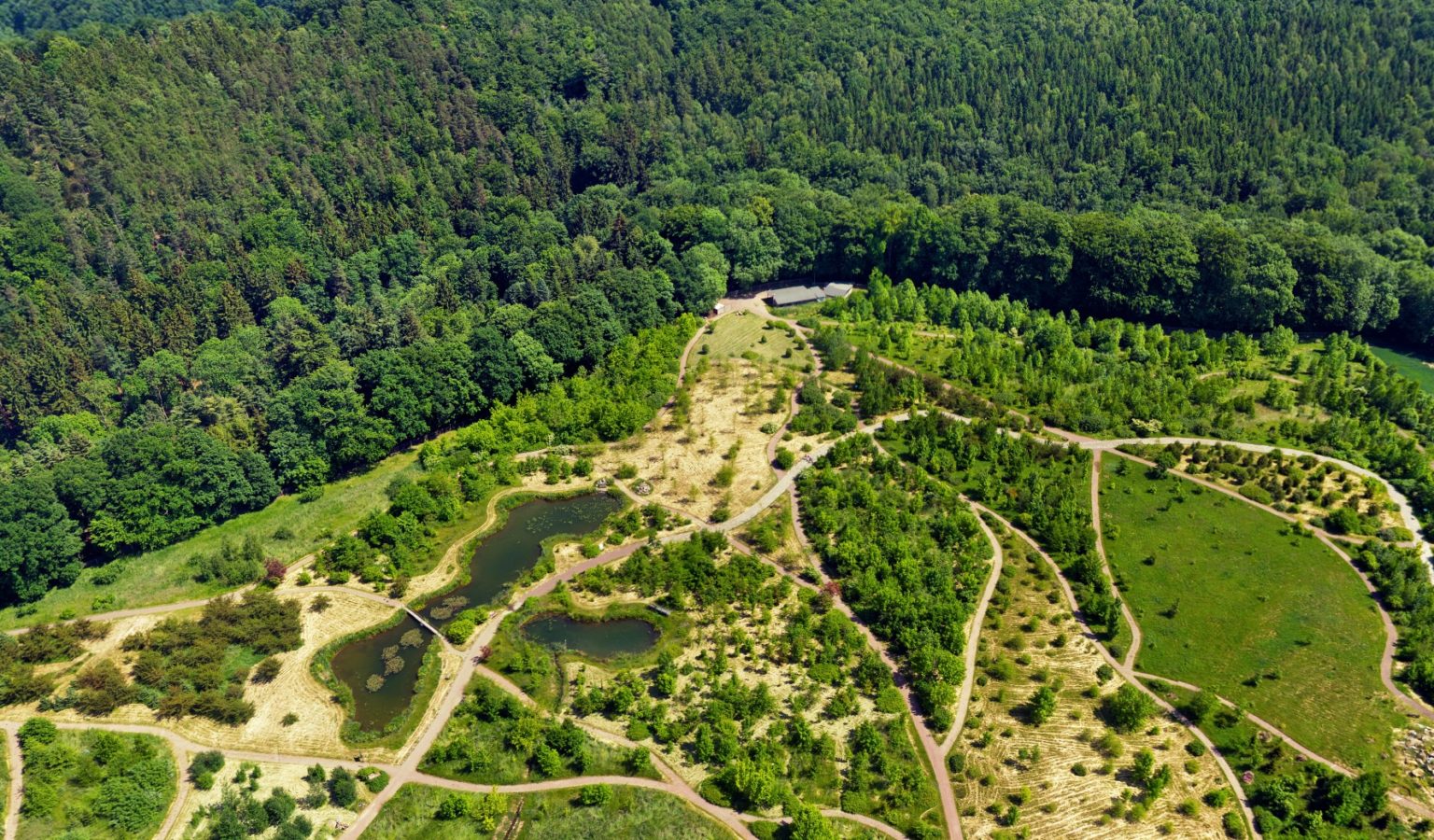 Visual forest growth ForestBotanical Garden, Tharandt OpenForests