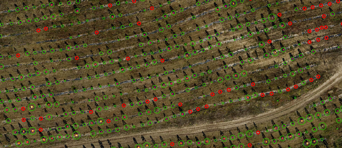 Tree Detection OpenForests