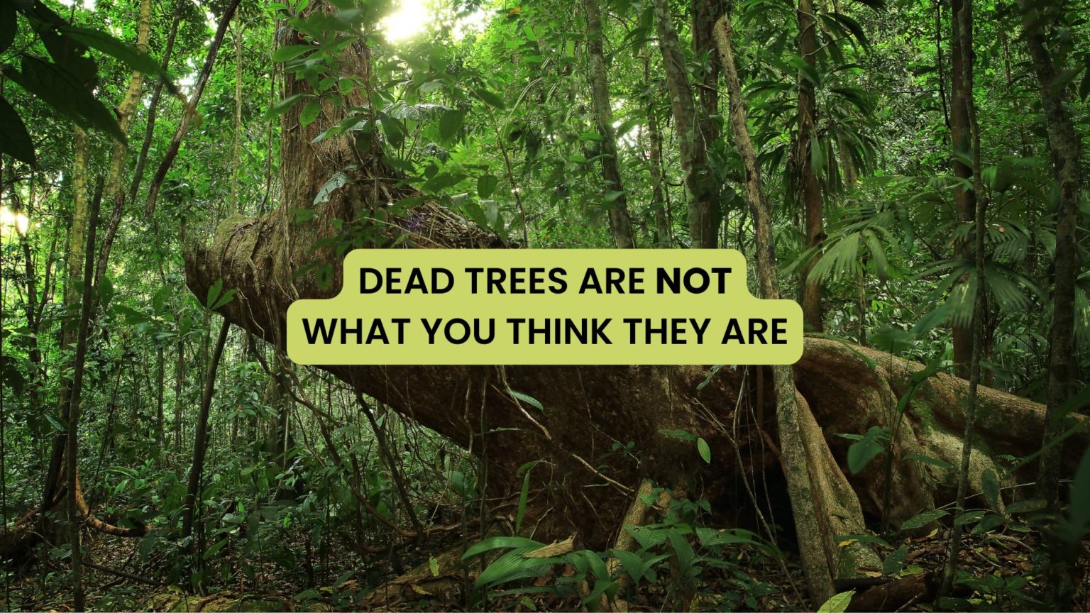 Dead trees for healthy forests and ecosystems - OpenForests