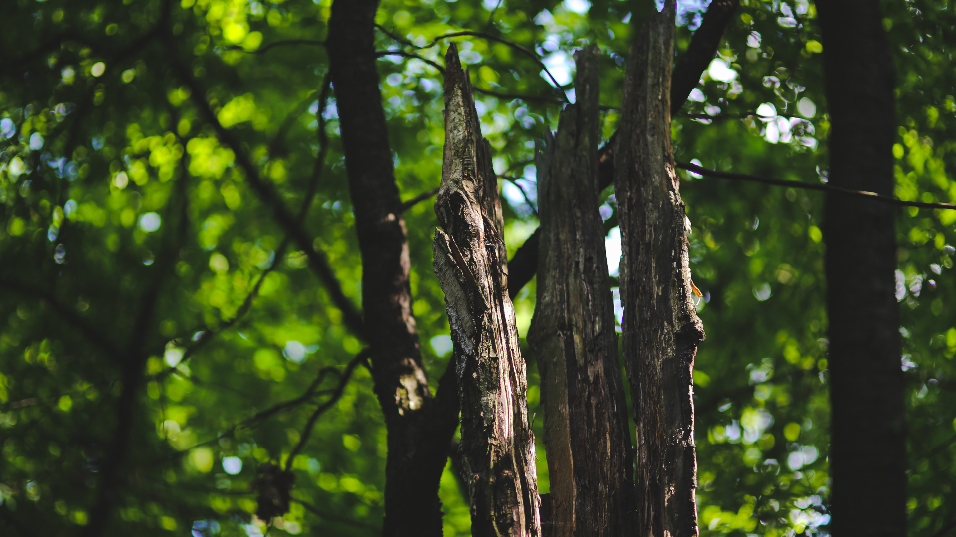 Dead trees for healthy forests and ecosystems - OpenForests