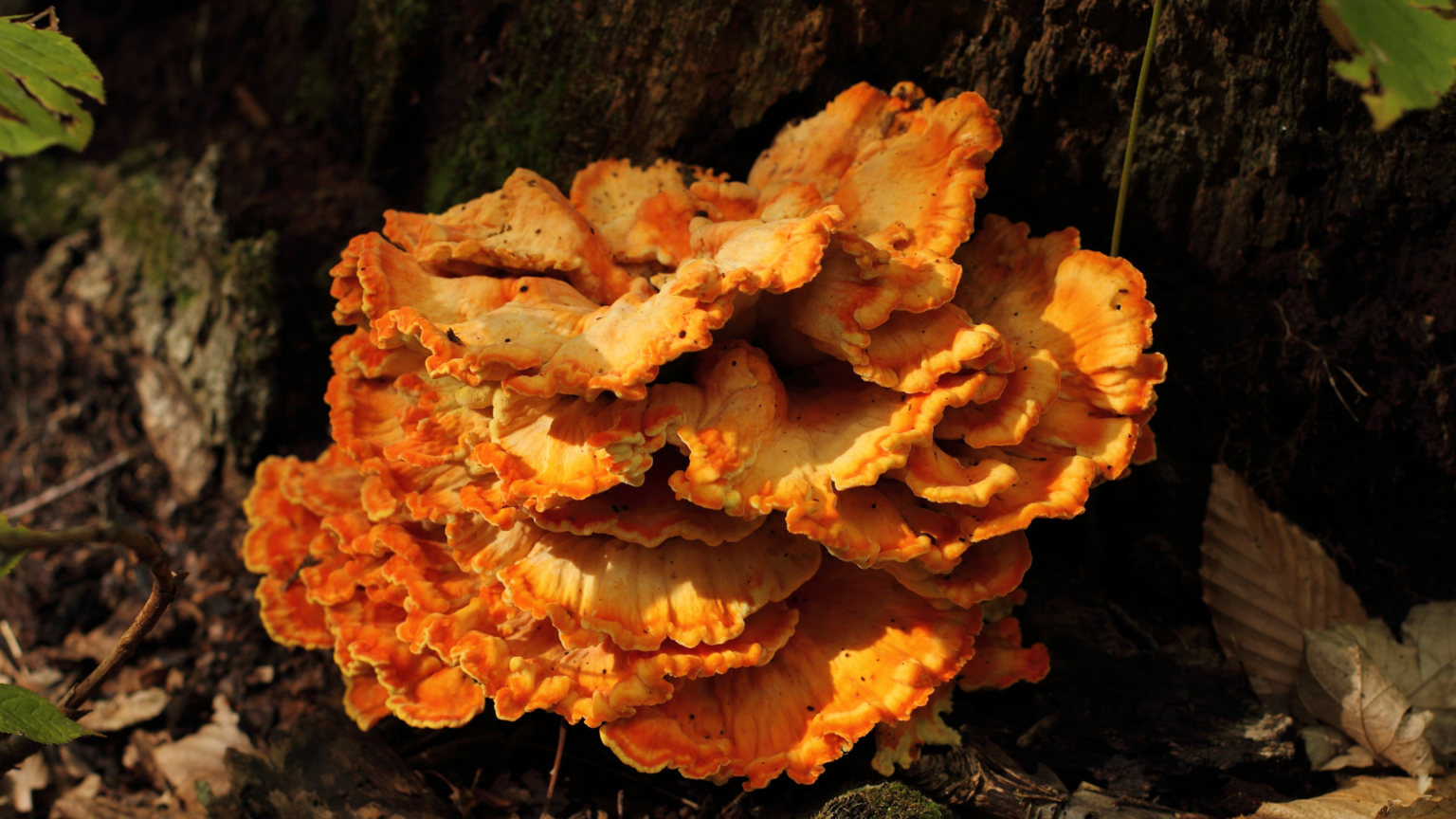 Dead trees for healthy forests and ecosystems - OpenForests