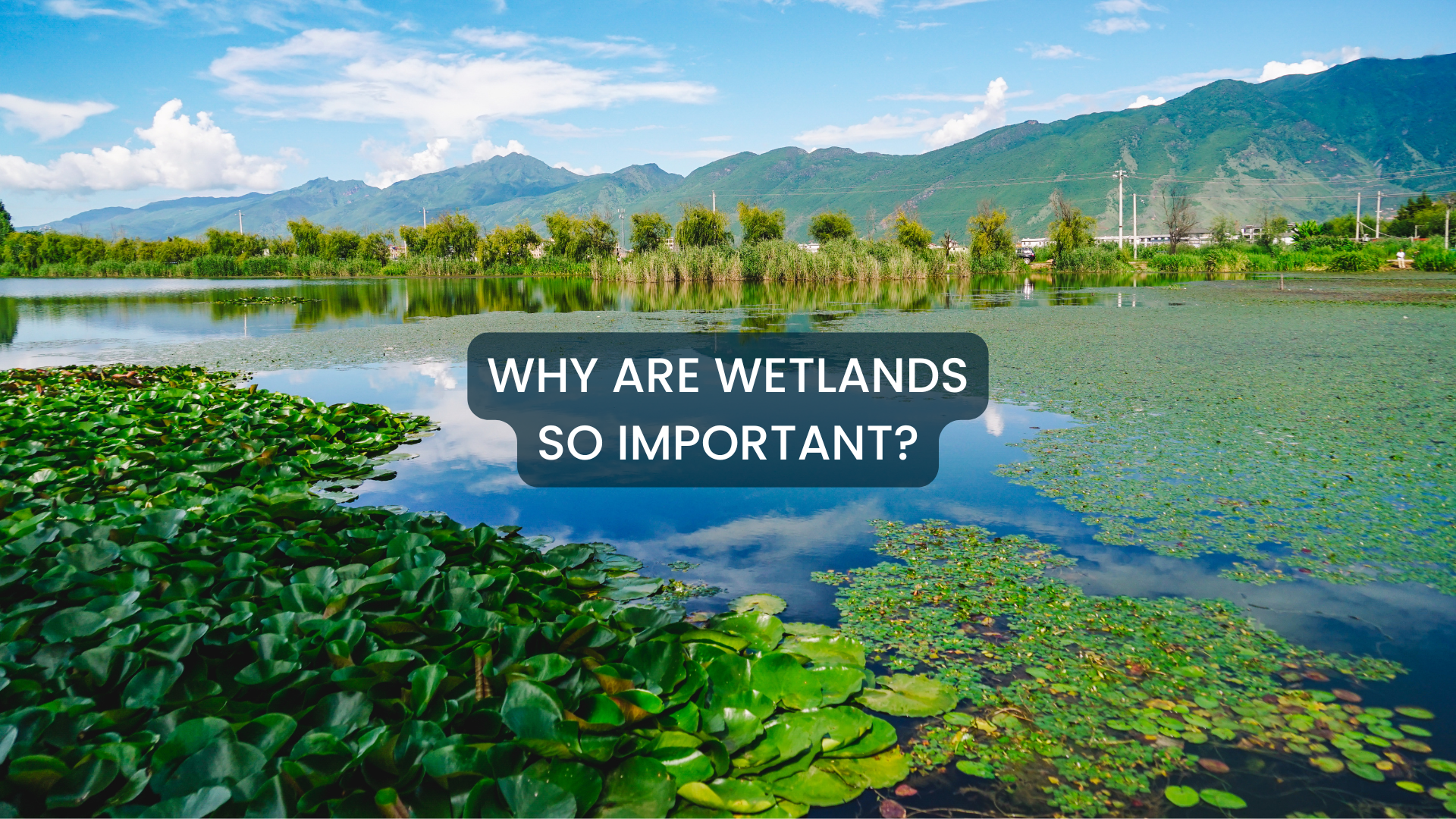 wetlands definition