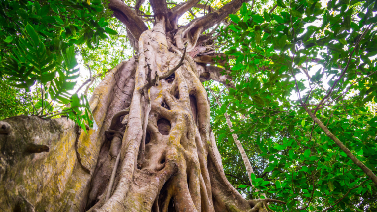 Primary Forests: what they are, why they matter & where to find them ...