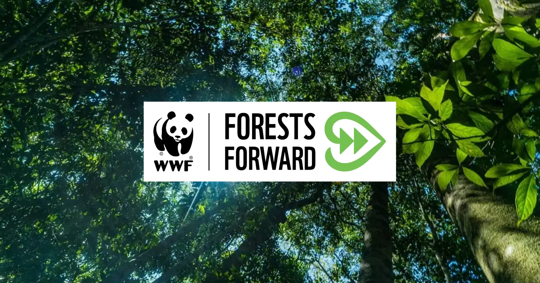 How WWF Forests Forward gives corporate sponsors verifiable proof of their restoration impact