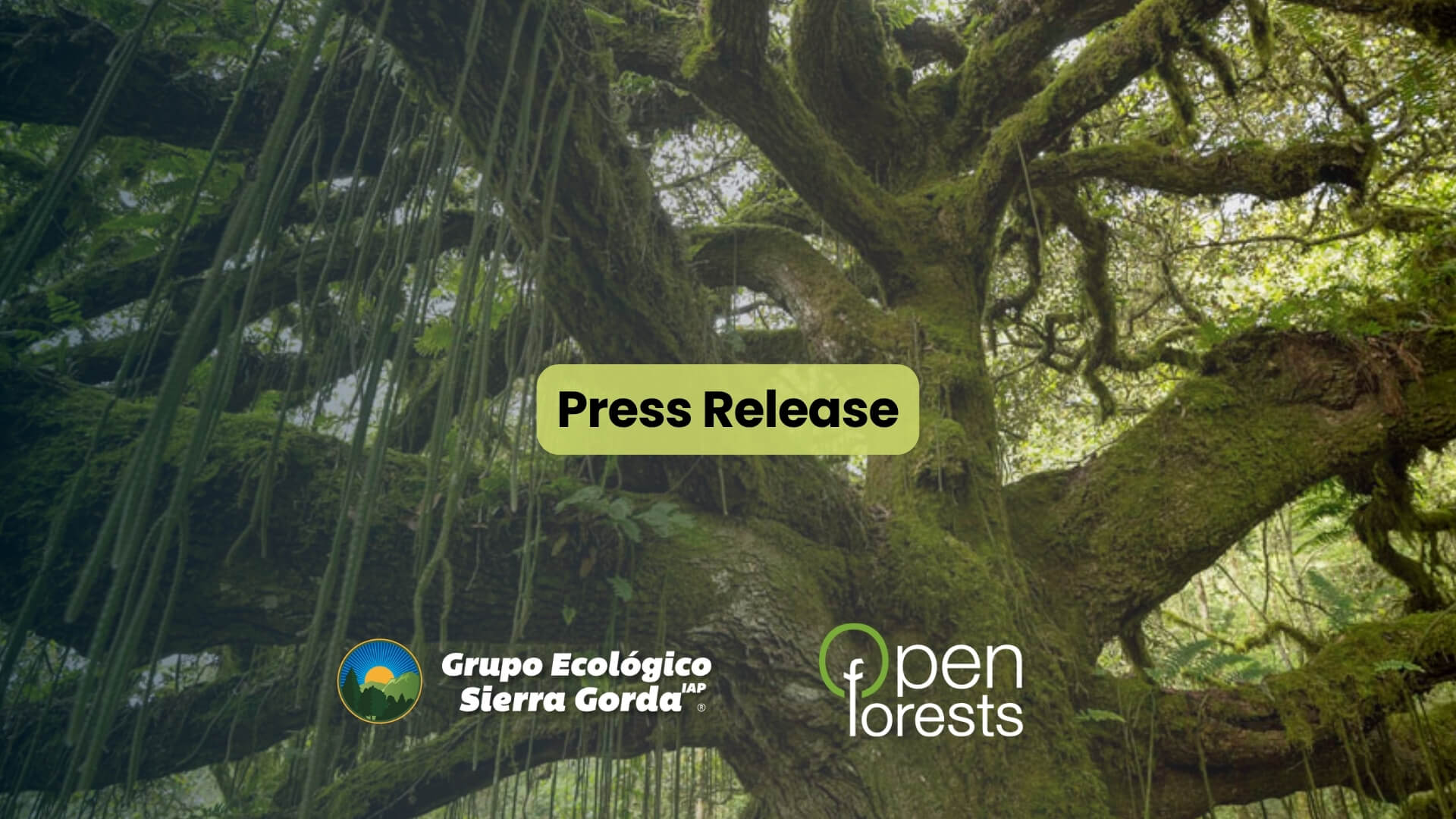 Press Release Carbono Biodiverso GESG