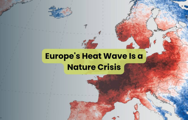 Europe’s Heat Wave is a Nature Crisis