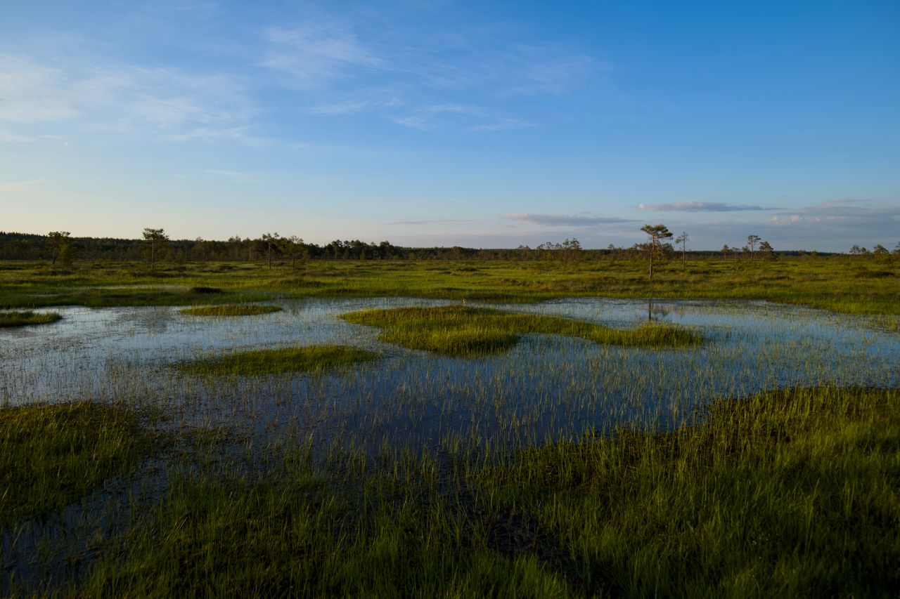 Peatland by Lauri Poldre on Pexels