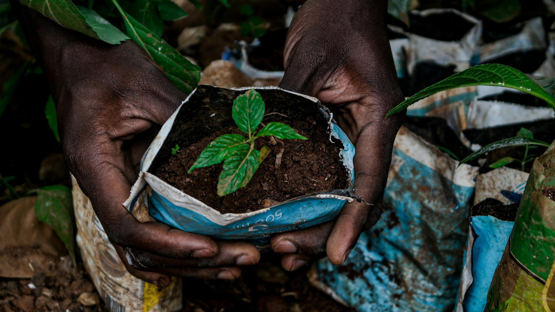 Planting trees vs restoring forests