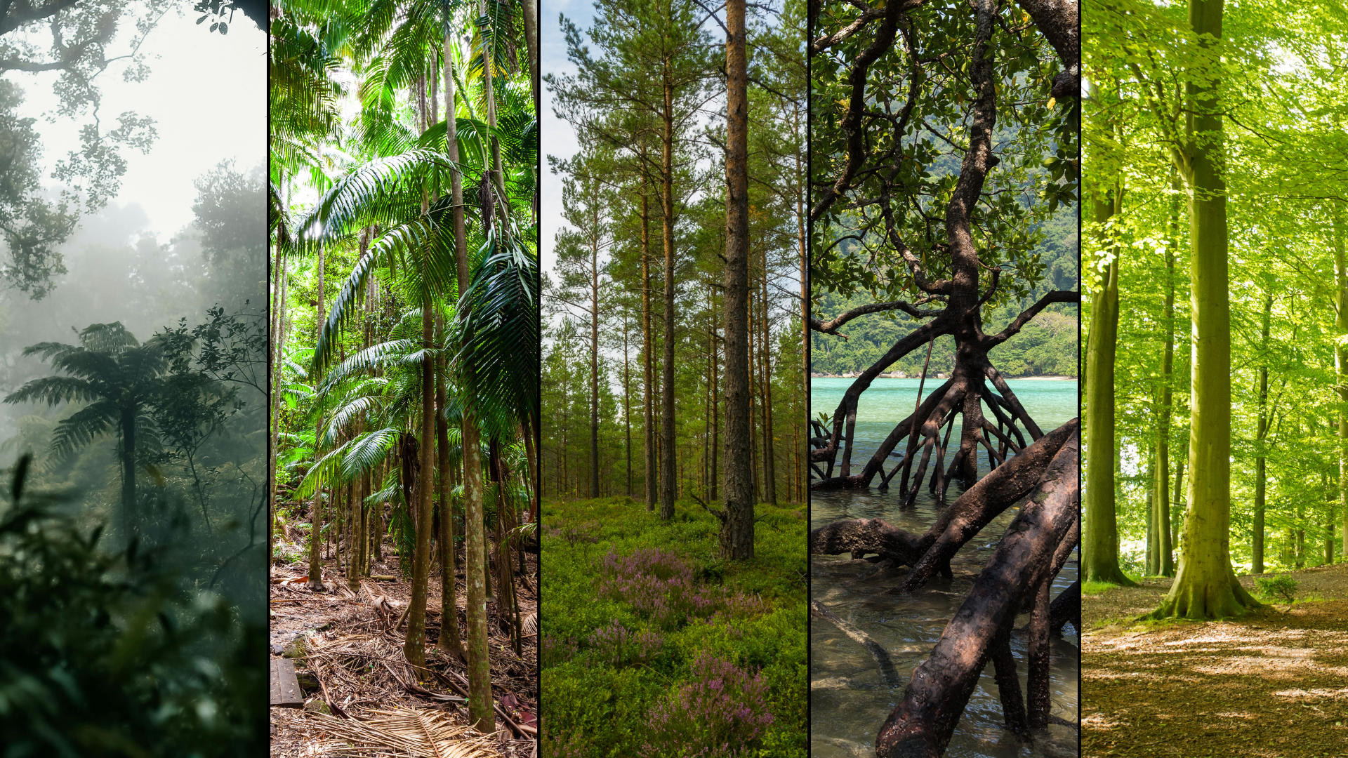 5 types of forest
