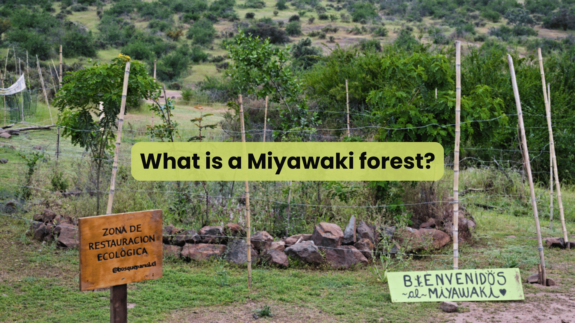 What is Miyawaki Forest - Restauración comunitaria Miyawaki forest- Bosque Panul, Chile - © Picture by Marcelo Cueto