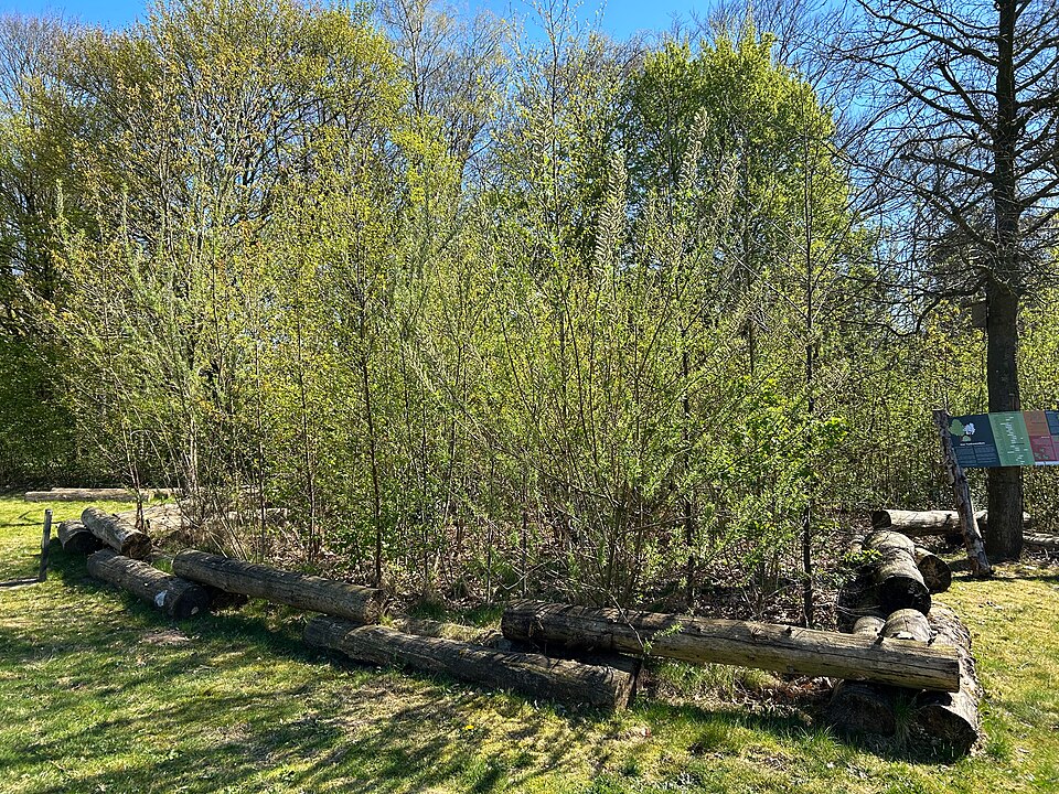 Miyawaki Pocket Forest in Nijmegen - Picture by Cultureel Gelderland