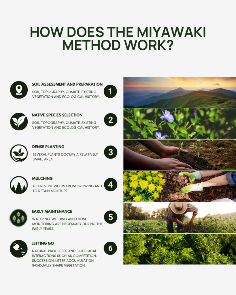 What is te Miyawaki forest method? - 6 steps