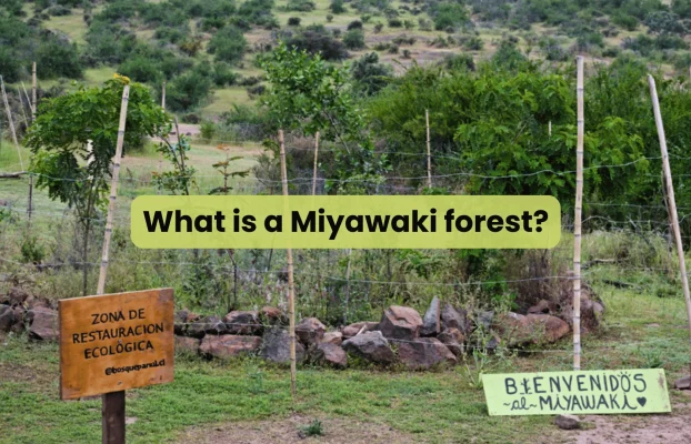 What is a Miyawaki forest: meaning, method, pros and cons