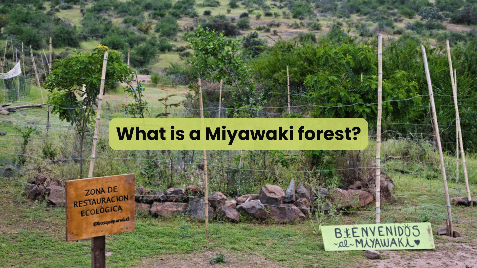 What is Miyawaki Forest - Restauración comunitaria Miyawaki forest- Bosque Panul, Chile - © Picture by Marcelo Cueto