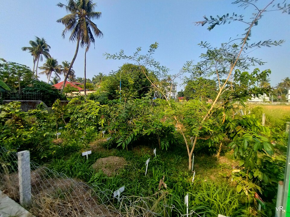 Miyawaki forest in Edappally Eranakulam, India. - © Picture by Vijayanrajapuram