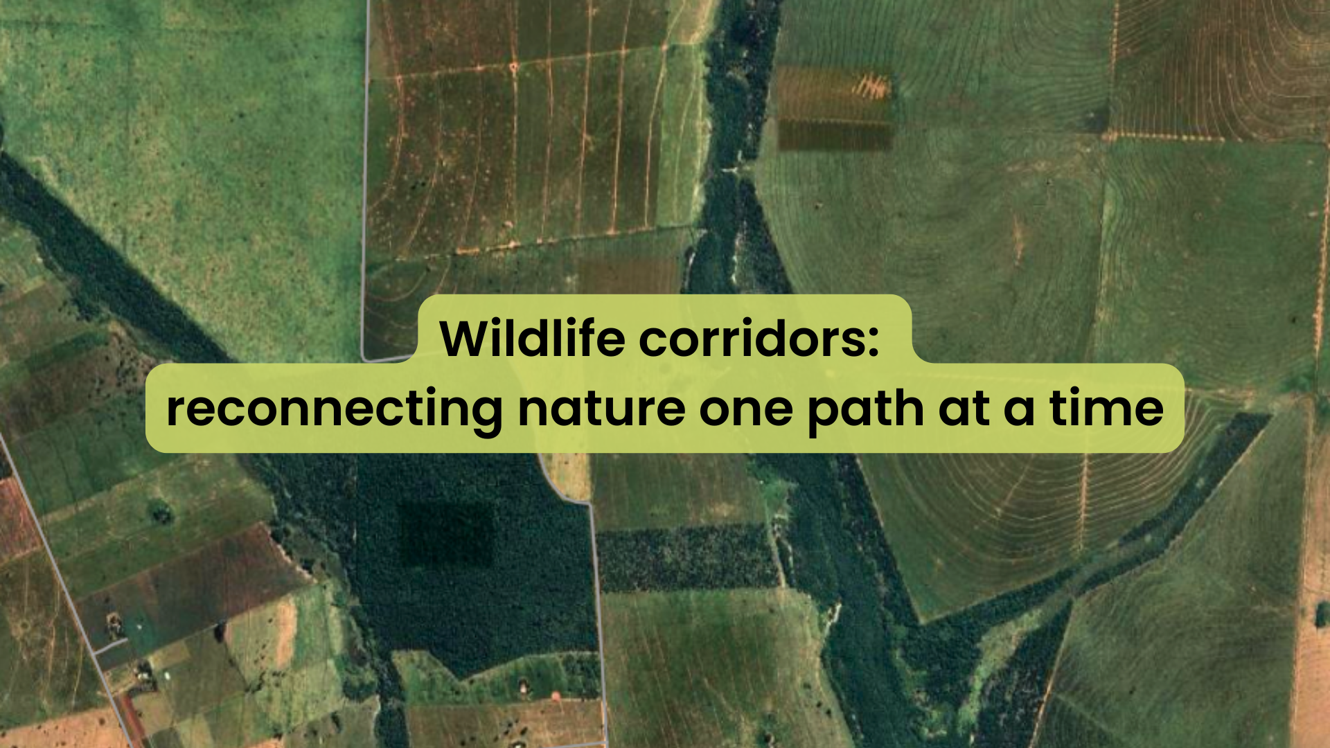 Wildlife corridors reconnecting nature