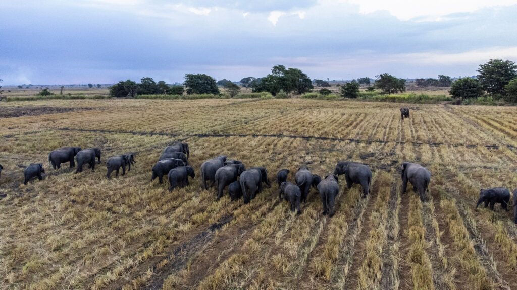 Elephants roaming in a field. Photo by Charith Kodagoda on Pexels
