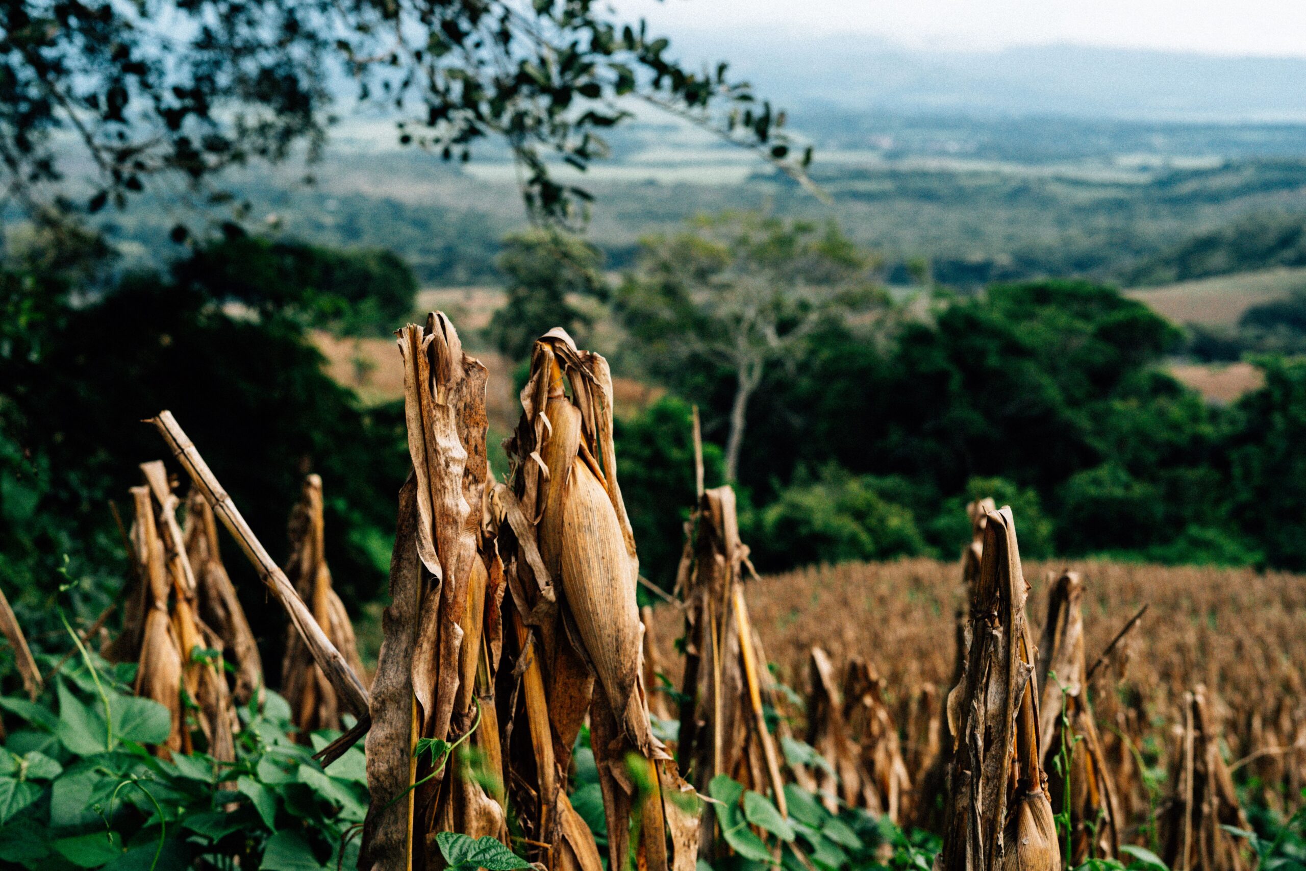 The destruction of crops by wild animals generate more human-wildlife conflicts- Photo by Edu Raw on Pexels