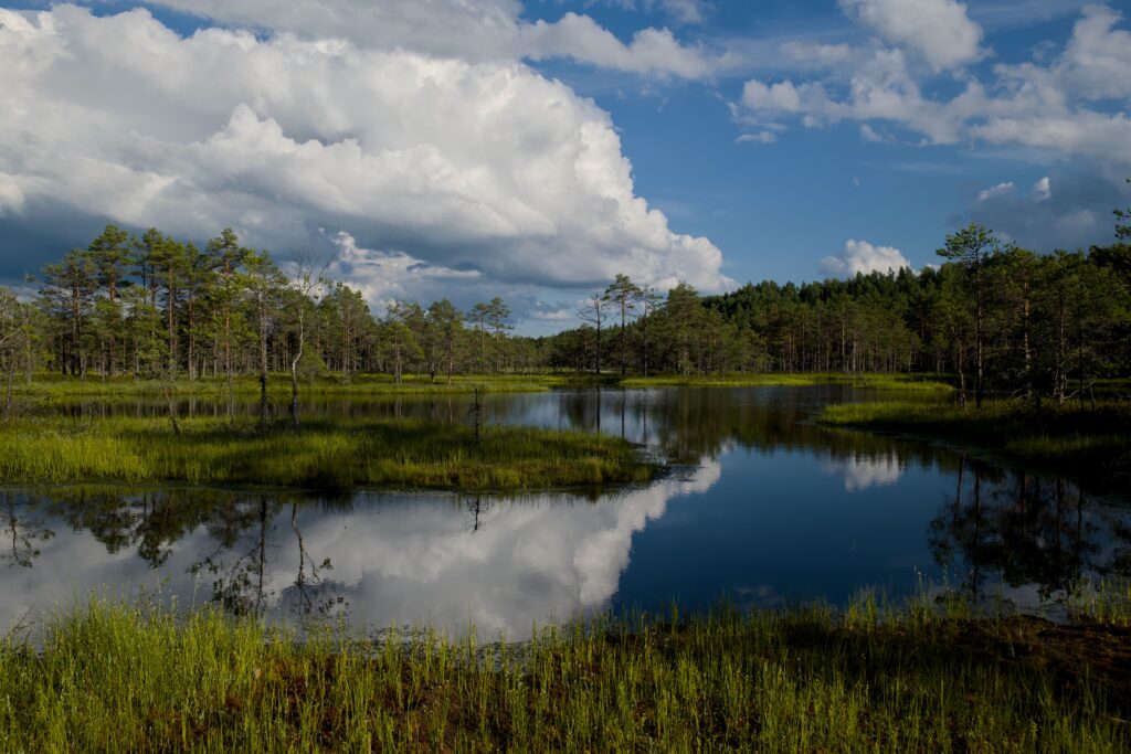 ecosystem - Photo Lauri Poldre on Pexels