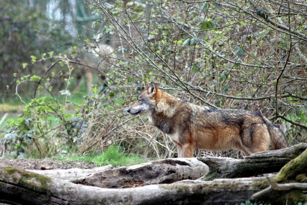 Wolf in the forest outskirts - Photo by Patrice Schoefolt on Pexels