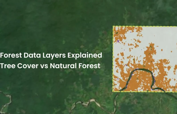 Which Forest Layer should you use? Tree cover, Canopy cover and Natural forest explained