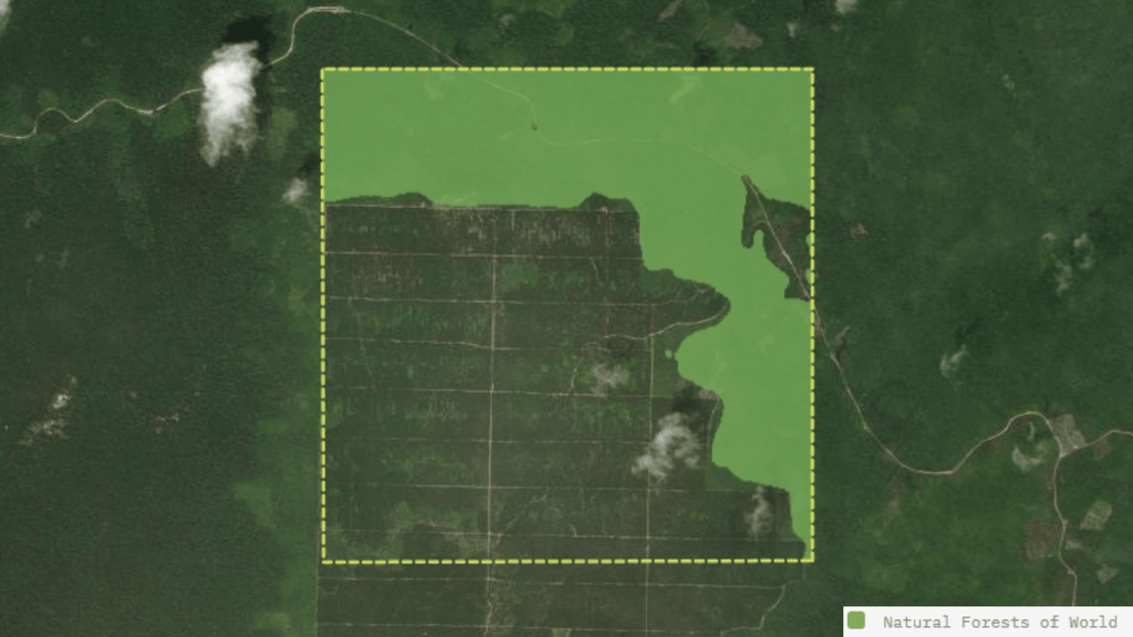 Natural Forests of World Layer, Indonesia, Kalimantan