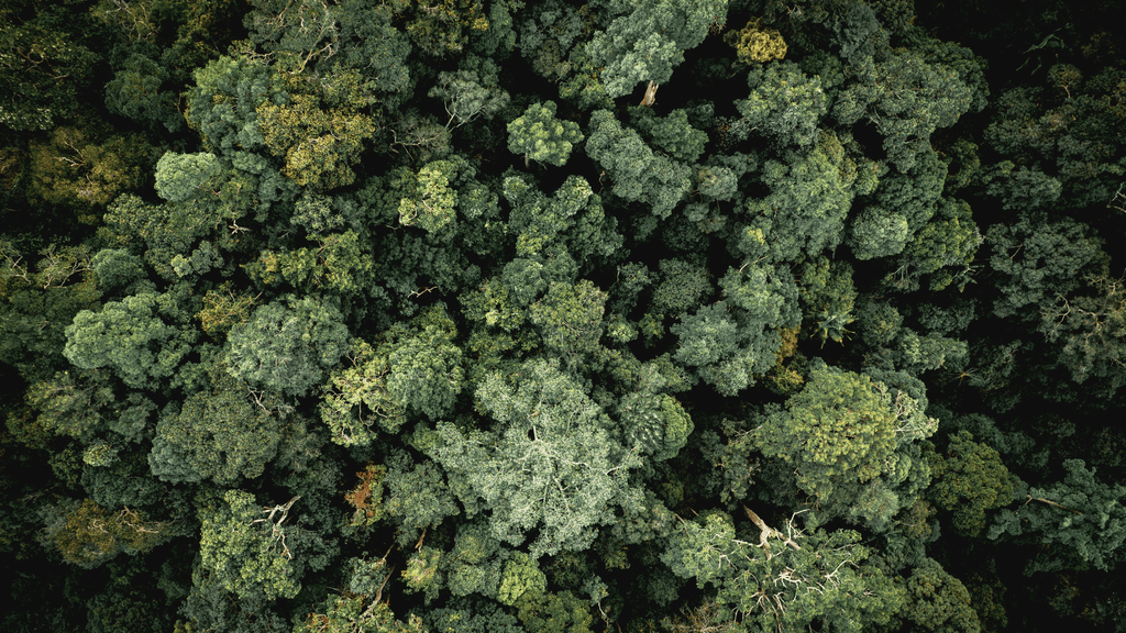 Forest canopy- Copyright Picture Pok Rie on Pexels